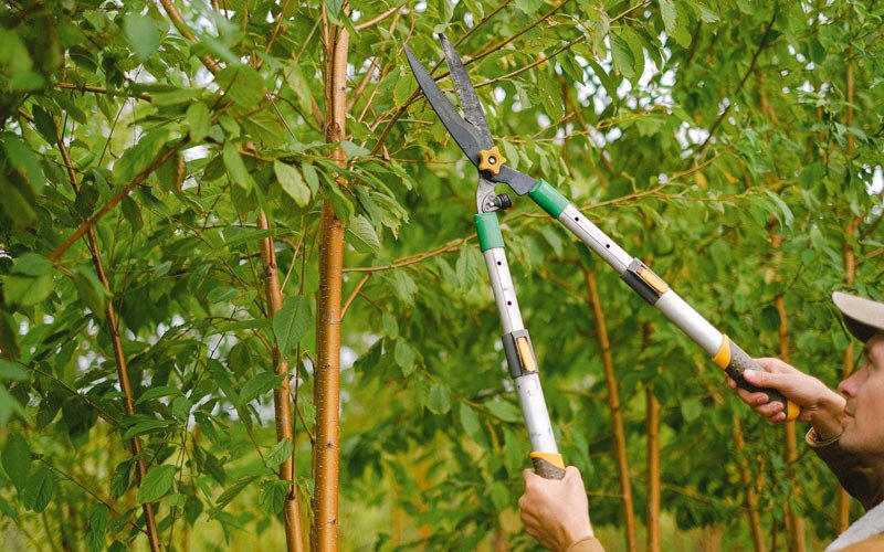 Tree trimming in Maddock, ND
