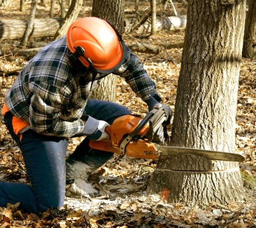 Tree Removal in Maddock, ND